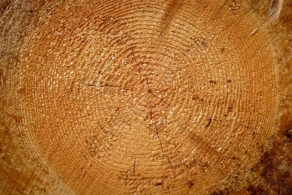 Cross Section Tree Trunk Log Circular Textured Background — Foto Stock