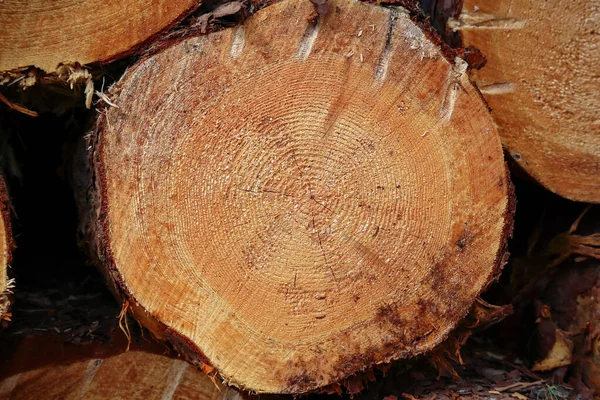 Close up of cut tree trunk stacked in a forest after being cut. Background