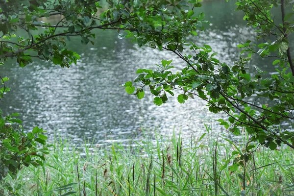 Синий Вид Озеро Лесу Окруженный Ветвями Деревьев Зелеными Листьями Камышами — стоковое фото