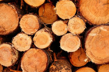 Close up of cut tree trunks of various diameters lying stacked as background