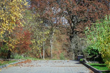 Sonbahar parkında yol üzerinde sarı yapraklar ve yeşil çimlerle kaplı gölgeli yollar.