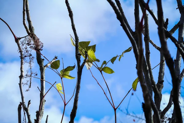 Últimas Folhas Amarelas Ramos Verticais Árvores Altas Fundo Azul Brilhante — Fotografia de Stock