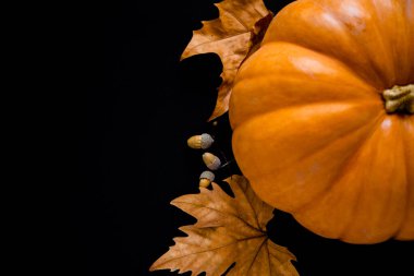 Siyah arka planda yaprakları ve palamutları olan bir portakal kabağı uzanır..