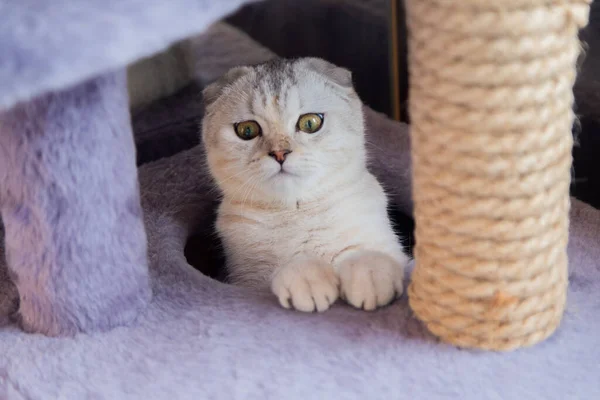 Um gato britânico leve com listras marrons está sentado em uma casa de gato de jogo e olha para a câmera — Fotografia de Stock