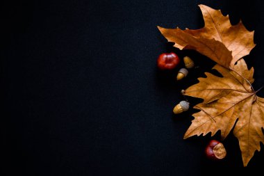 Sonbahar yaprakları, kestaneler ve meşe palamutları siyah arka planda yatar. 