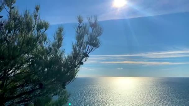 Rüzgarda sallanan damalı çam, mavi gökyüzü, parlak güneş ve mavi deniz — Stok video