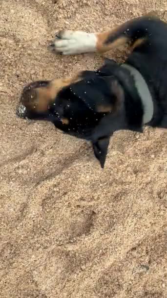 可爱的五彩斑斓的小狗，到处躺着，把自己埋在沙子里寻开心. — 图库视频影像