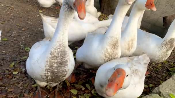 Weiße Gänse mit roten Schnäbeln und Beinen gehen in Großaufnahme in die Nähe der Kamera. — Stockvideo