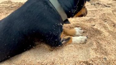 Sevimli renkli küçük köpek etrafta uzanıyor ve kendini eğlencesine kuma gömüyor..