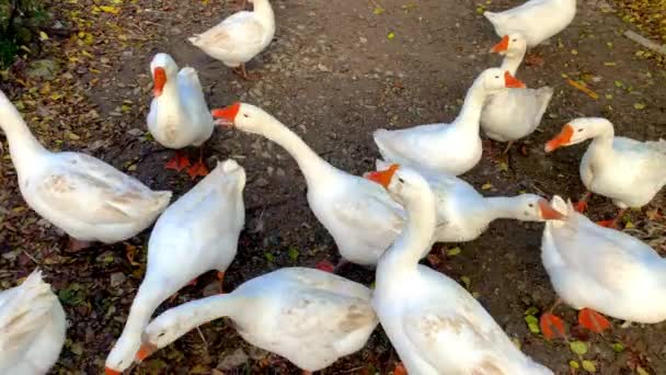Bílé husy s červenými zobáky a nohama gochuty a chodit zblízka v blízkosti kamery. — Stock video