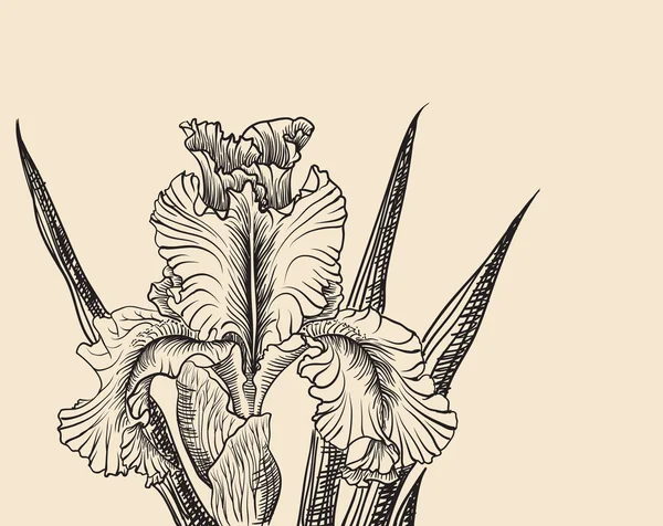 Vector decorativo de flores de iris — Archivo Imágenes Vectoriales