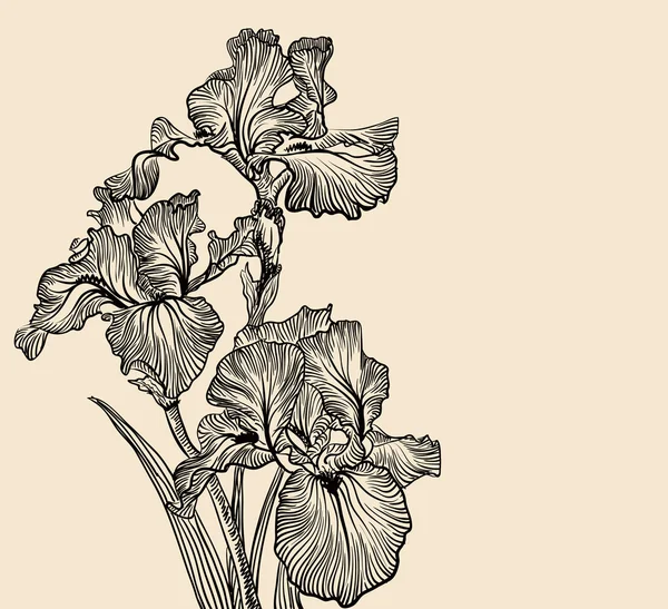 Vetor desenhos decorativos de flores da íris — Vetor de Stock