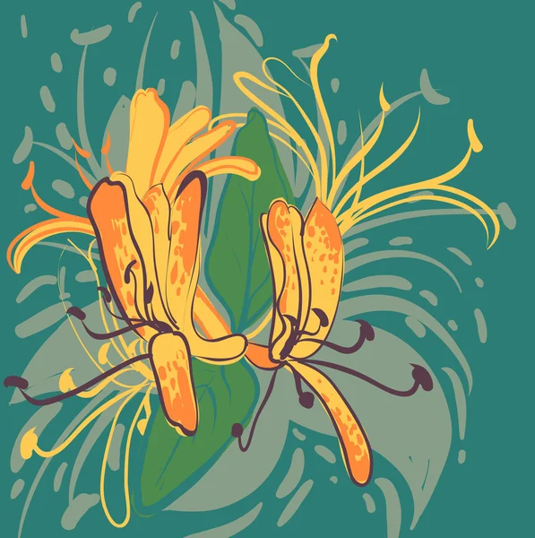 Vektor dekorativa mönster av blommor av Kaprifol — Stock vektor