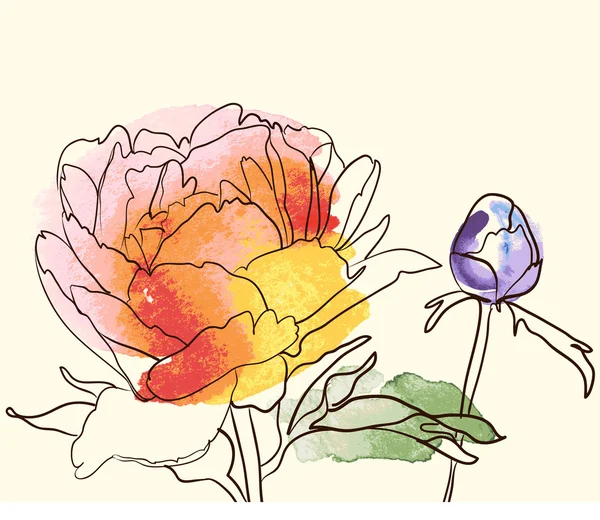 Vector decorative watercolor image peony flowers — Stock Vector