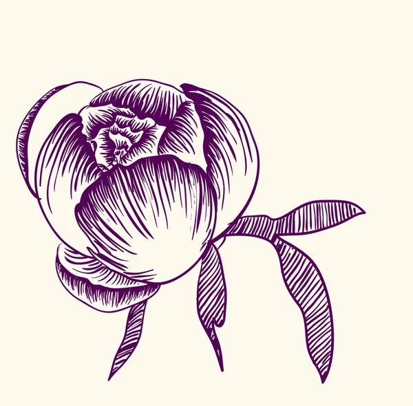 Vector tekening van pioenroos bloem — Stockvector