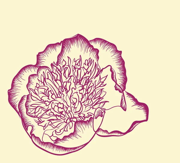 Dessin vectoriel de fleur de pivoine — Image vectorielle