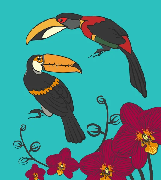 Dibujo vectorial de dos tucanes y orhideni — Archivo Imágenes Vectoriales