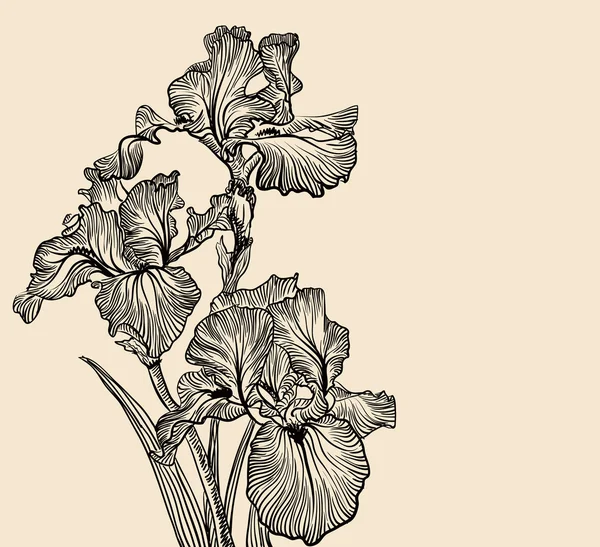 Disegni decorativi vettoriali di fiori di iris Vettoriali Stock Royalty Free