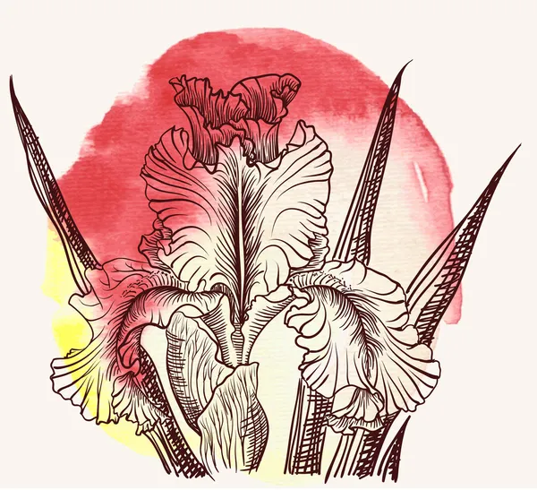 Diseños decorativos vectoriales de flores de iris watercoclor — Archivo Imágenes Vectoriales