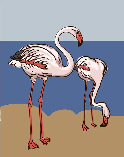 Zwei gemalte Flamingo-Vögel - Vektorillustration — Stockvektor