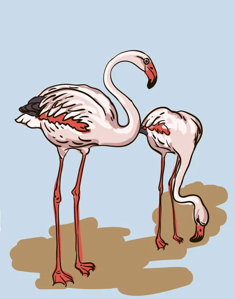 Zwei gemalte Flamingo-Vögel - Vektorillustration — Stockvektor