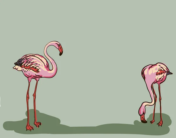 Deux oiseaux flamants peints - illustration vectorielle — Image vectorielle