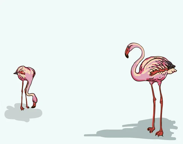 Zwei gemalte Flamingo-Vögel - Vektorillustration — Stockvektor