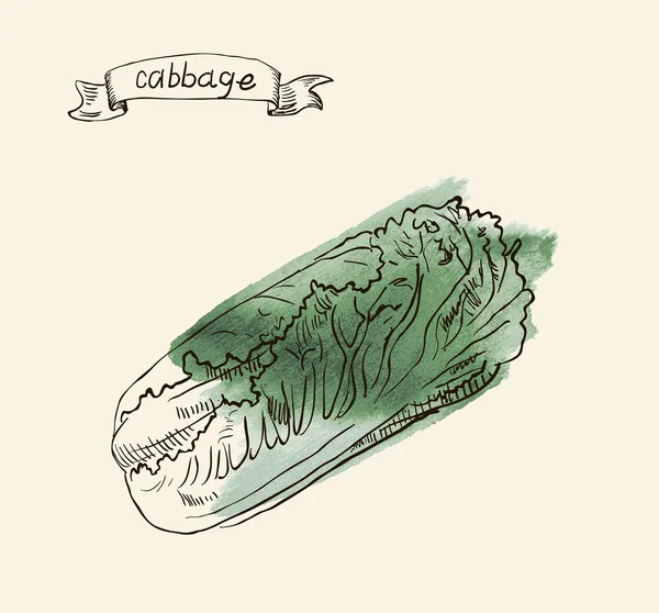 手工绘制的插图的白菜 — 图库矢量图片