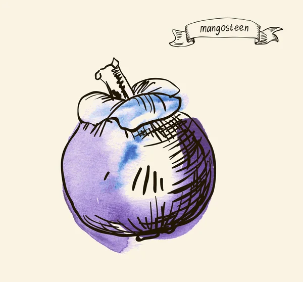 Illustration dessinée à la main de mangoustan — Image vectorielle