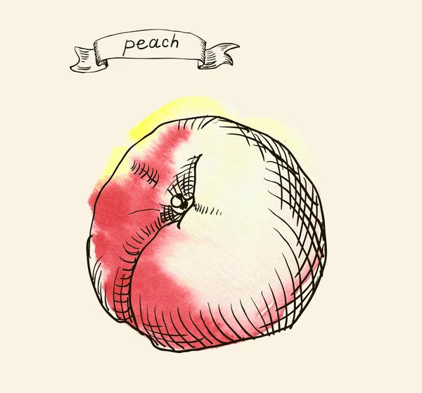 Hand drawn illustration of peach — Stock Vector