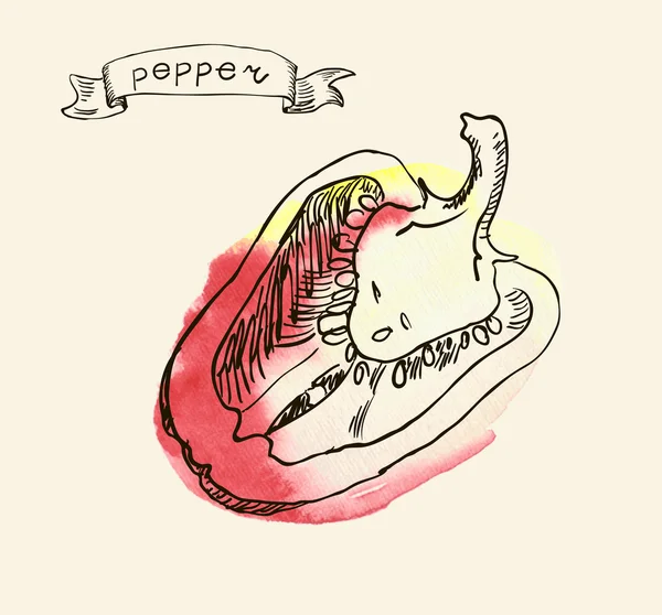 Hand drawn illustration of pepper — Stock Vector
