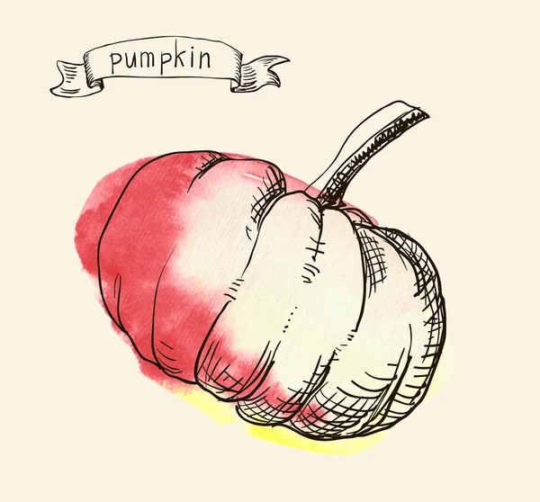 Ilustración dibujada a mano de calabaza — Archivo Imágenes Vectoriales