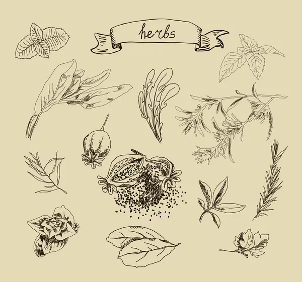 Hand drawn herbs — Stock Vector