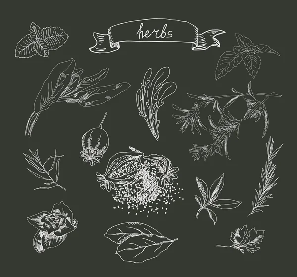 手工绘制的草药 — 图库矢量图片