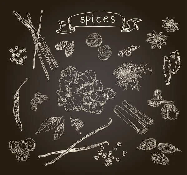 Hand drawn spices — Stock Vector