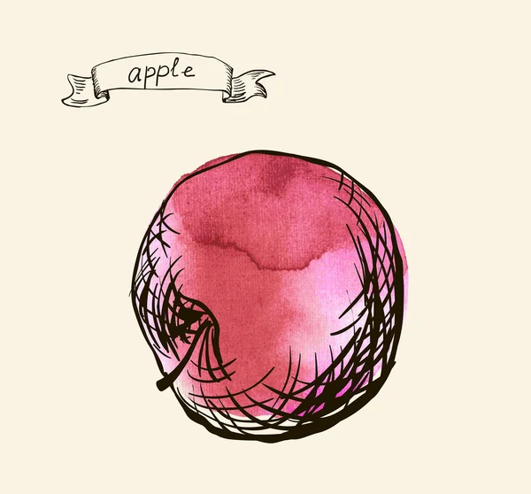 Acuarela dibujada a mano ilustración vintage de manzana — Archivo Imágenes Vectoriales