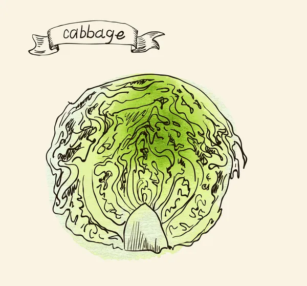 Watercolor hand drawn vintage illustration of cabbage — Stock Vector