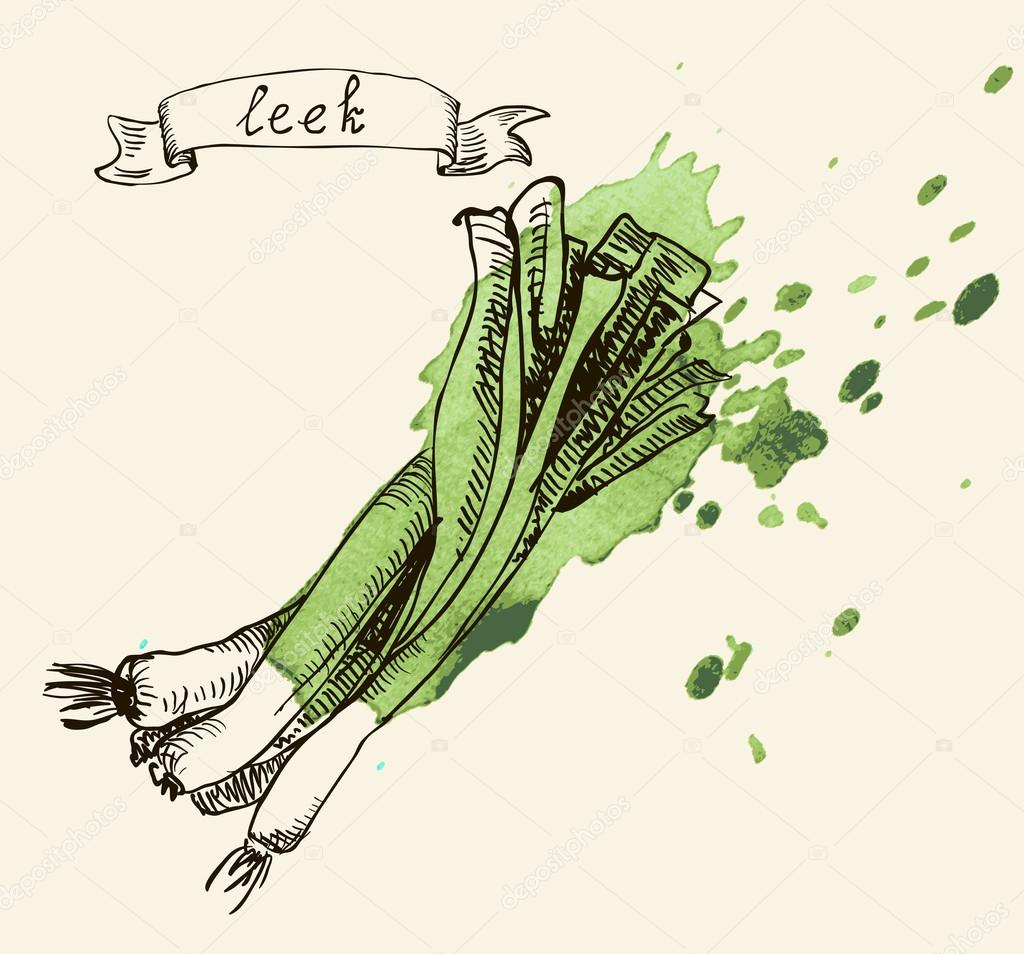 Hand drawn illustration of leek