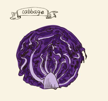 Vector watercolor hand drawn vintage illustration of cabbage clipart