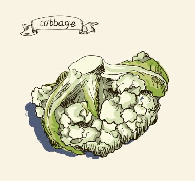 lahana vintage illüstrasyon vektör suluboya el çekilmiş