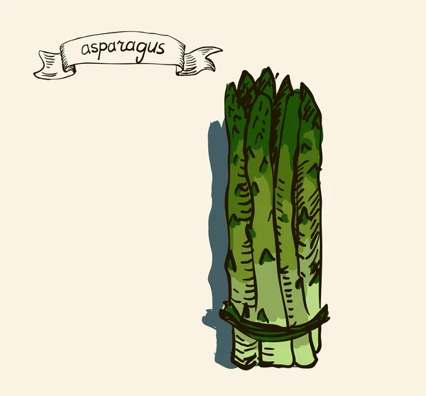 Illustrazione vintage disegnata a mano ad acquerello vettoriale di asparagi — Vettoriale Stock