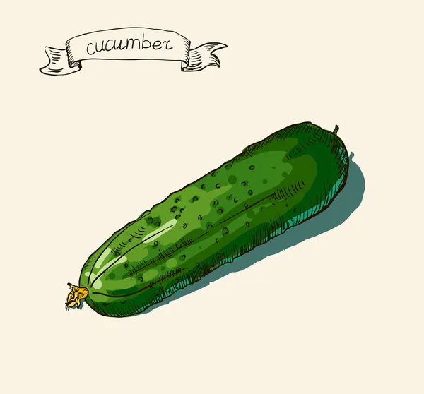 Vector acuarela dibujado a mano ilustración vintage de pepino — Vector de stock