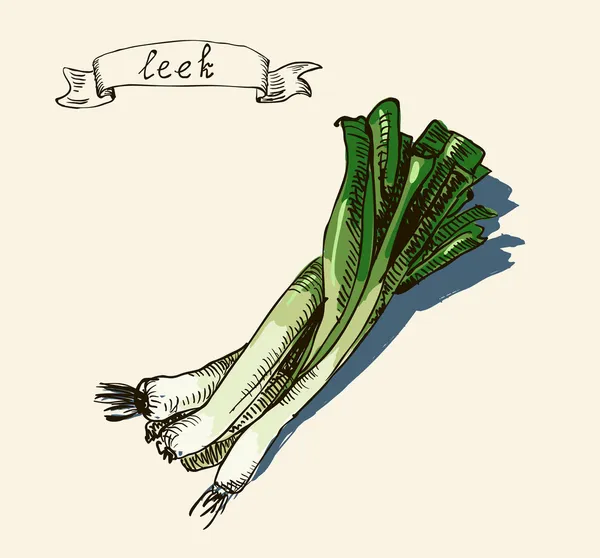 Vector watercolor hand drawn vintage illustration of leek — Stock Vector