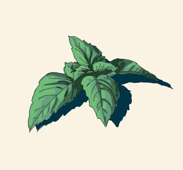 Vector acuarela dibujado a mano ilustración vintage de hoja de menta — Vector de stock