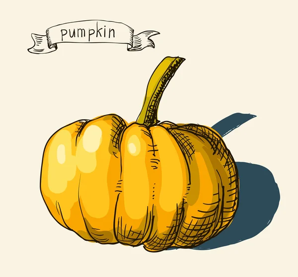 Vector watercolor hand drawn vintage illustration of pumpkin — Stock Vector