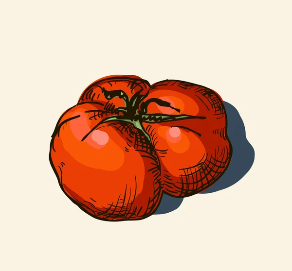 Wektor akwarela ręcznie rysowane vintage ilustracji pomidor — Wektor stockowy