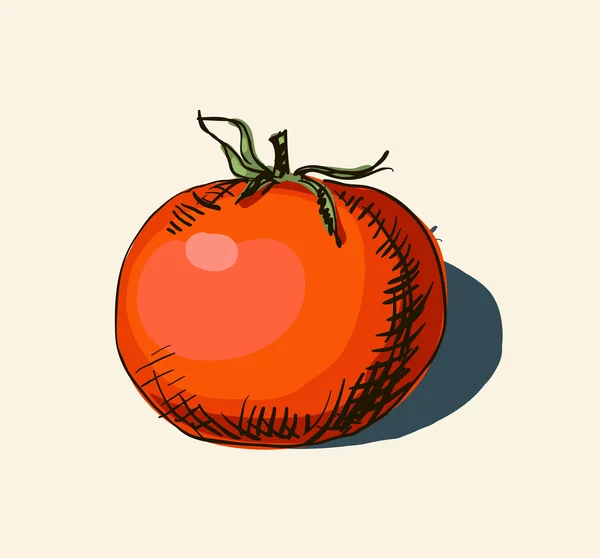 Vetor aquarela desenhada à mão ilustração vintage de tomate — Vetor de Stock