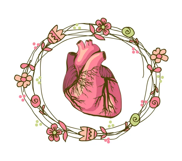 Vektoros rajz a szív, anatómiai — Stock Vector