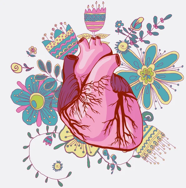 Dessin vectoriel du cœur, anatomique — Image vectorielle