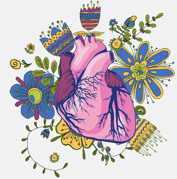 Vektorritning av hjärtat, anatomiska — Stock vektor